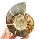 Selected ammonite 591g in total