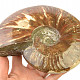 Whole ammonite - opal luster (1450g)