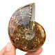 Selected ammonite 215g in total