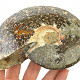 Whole ammonite (648g)