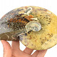 Whole ammonite (1017g)