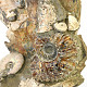 Decorative conglomerate with Madagascar ammonites (7117g)