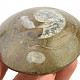 Ammonite in rock fossil (Erfoud, Morocco) 126g