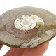 Fossil ammonite in rock (Erfoud, Morocco) 76g