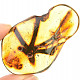 Choice amber from Lithuania 15.9g