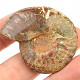 Fossil ammonite with opal luster (24g)