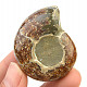 Ammonite whole with opal luster (40g)