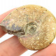 Ammonite with opal luster (30g)