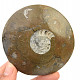 Fossil ammonite in rock (Erfoud, Morocco) 151g