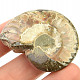 Ammonite whole with opal luster (25g)