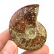 Ammonite whole with opal luster (23g)