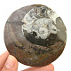 Fossil ammonite in rock (Erfoud, Morocco) 100g