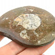 Fossilized ammonite in rock (Erfoud, Morocco) 86g