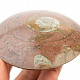 Fossil ammonite in rock (Erfoud, Morocco) 172g