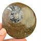 Fossil ammonite in rock (Erfoud, Morocco) 91 g