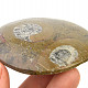 Fossil ammonite in rock (Erfoud, Morocco) 79 g