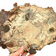 Petrified wood slice 2495g