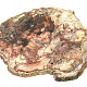 Petrified wood slice (3385g)