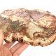 Petrified wood slice 1151g (Madagascar)