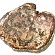 Petrified wood slice 3584g (Madagascar)