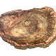 Petrified Wood Slice (2026g)