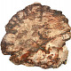 Zkamenělé dřevo plátek (2324g)