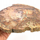 Petrified wood slice (1178g)