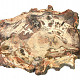 Petrified wood slice 2495g