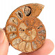 Ammonite one half 18.8g