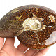 Choice ammonite whole with opal luster 678g