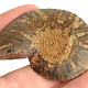 Ammonite one half 15.3g