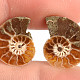 Ammonite selection pair 1.4g