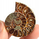 Ammonite collection half 21.2g