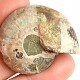 Ammonite collection half 21.2g