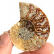 Ammonite collection half 20.7g