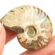 Collection ammonite 13g in total