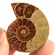 Ammonite one half 19.4g