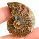 Ammonite for collectors half 10.5g