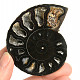 Ammonite one half 46g