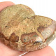 Ammonite collection half 23.6g