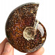 Selected ammonite 213g in total