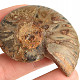 Ammonite collection half 22g