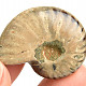 Collection ammonite 14g in total