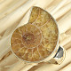 Ammonite ring size 53 Ag 925/1000 8.4g