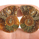 Collectable ammonite pair 15.3g