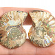 Collectable ammonite pair 15.3g