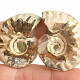 Collectable ammonite pair 23.3g
