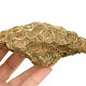 Fossil coral from Morocco 394g