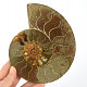 Ammonite half for collectors 410g