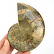 Ammonite half for collectors 317g